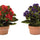 Assorted-kalanchoe-flower-in-terra-cotta-(set-of-4)-Artificial-Flowering-Plants