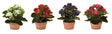 Assorted-kalanchoe-flower-in-terra-cotta-(set-of-4)-Artificial-Flowering-Plants