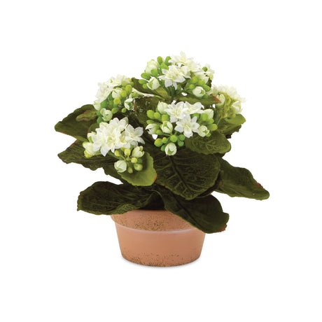 Assorted kalanchoe flower in terra cotta (set of 4)