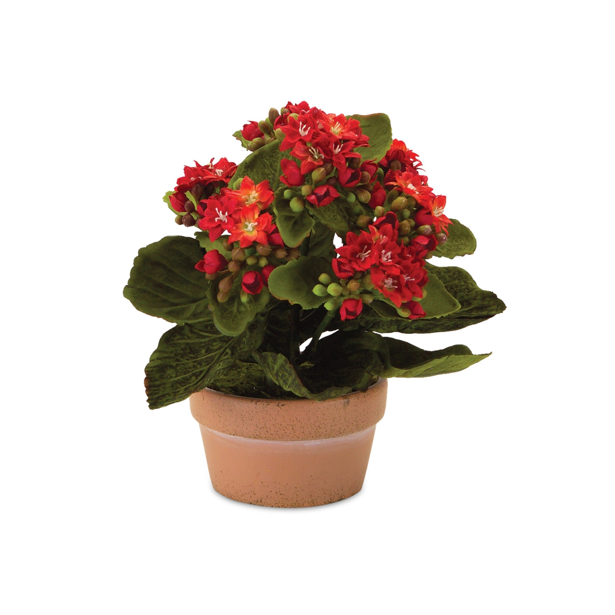 Assorted kalanchoe flower in terra cotta (set of 4)