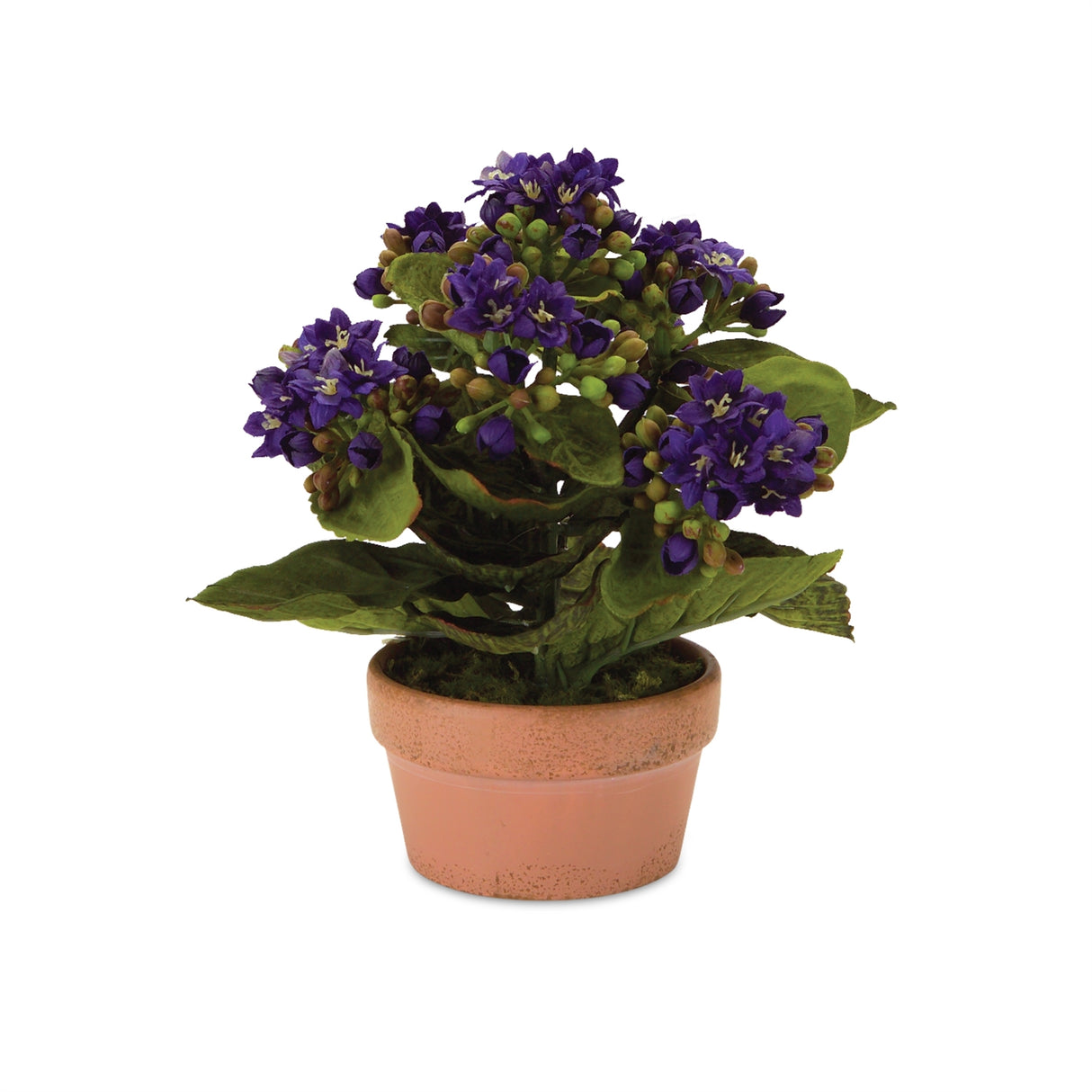 Assorted kalanchoe flower in terra cotta (set of 4)