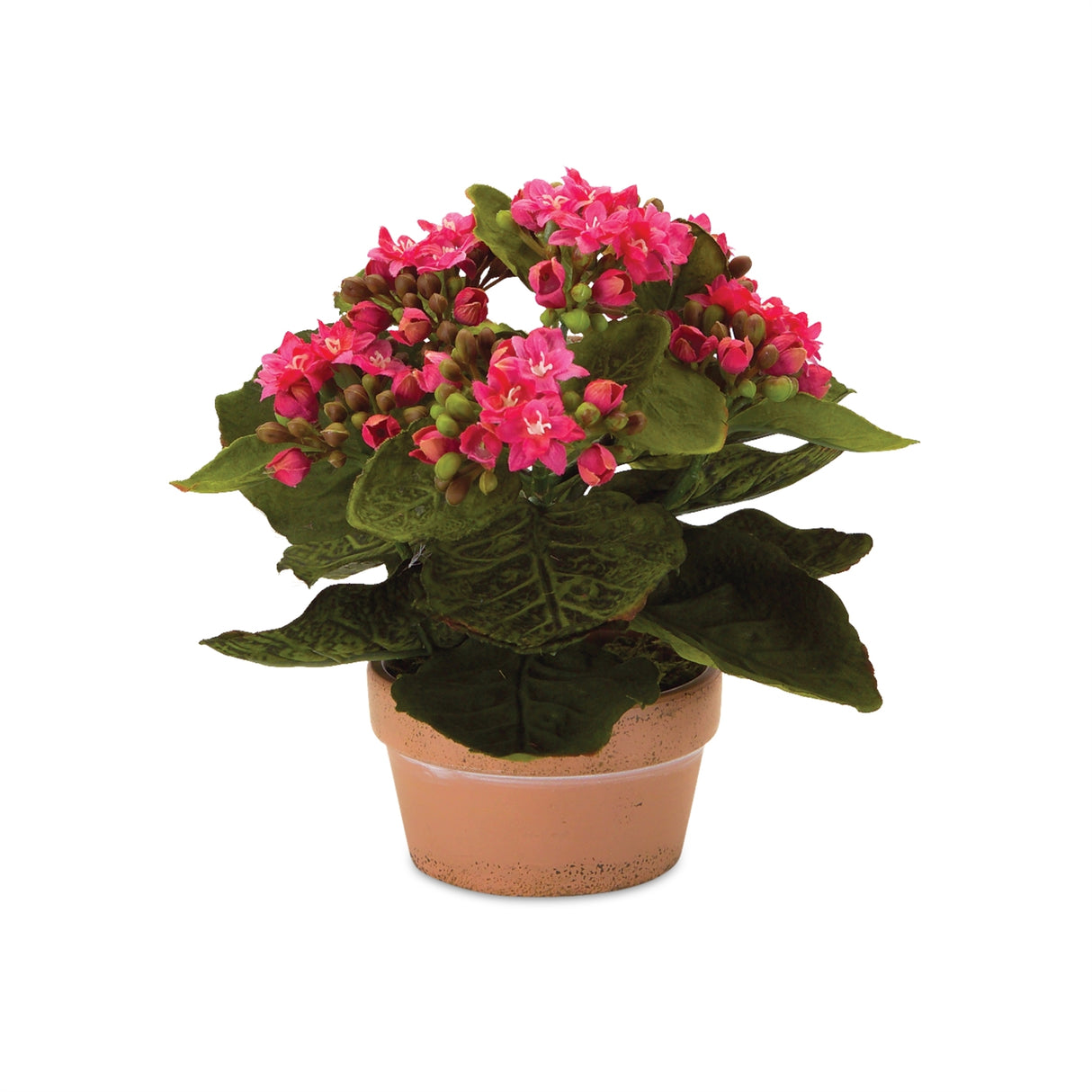 Assorted kalanchoe flower in terra cotta (set of 4)