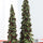 Holly-Leaf-Holiday-Trees-with-Pinecone-Accents-(Set-of-2)-Christmas-Decor