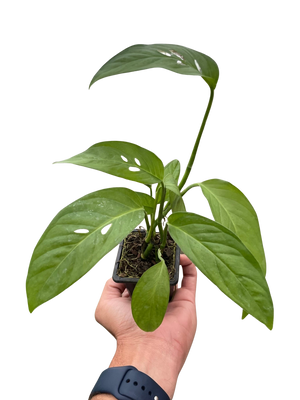 Monstera Adansonii Swiss Cheese | Easy Care Vining Plant | House Plant Shop