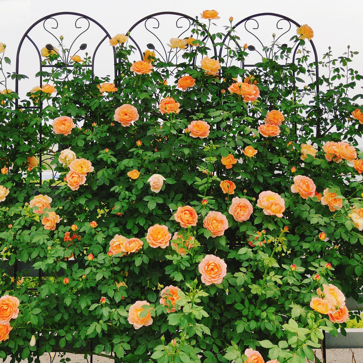 4 Pack Metal Garden Trellis