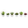 Assorted-succulent-in-traditional-white-pot-(set-of-6)-Artificial-Non-Flowering-Plants