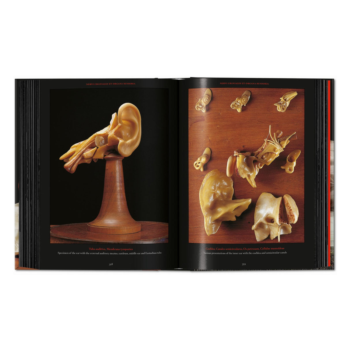 Anatomical Waxes. 45th Ed. (German, French, English)