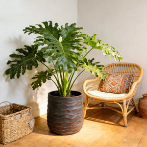 Large Round Planters Set of 2