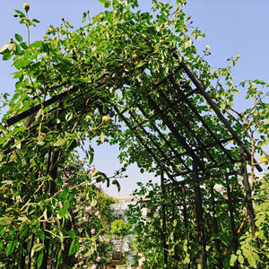 Metal Garden Arch with Adjustable Width for Climbing Plants