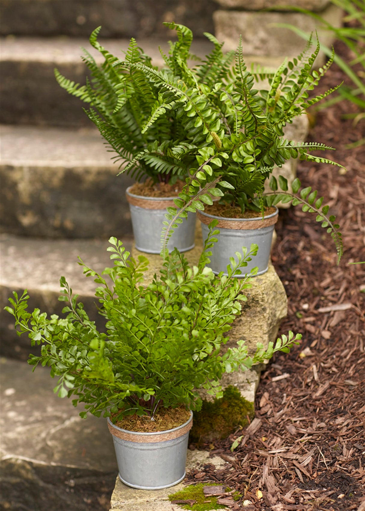 Assorted fern plant in tin pot with jute accent (set of 3)