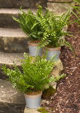Assorted fern plant in tin pot with jute accent (set of 3)