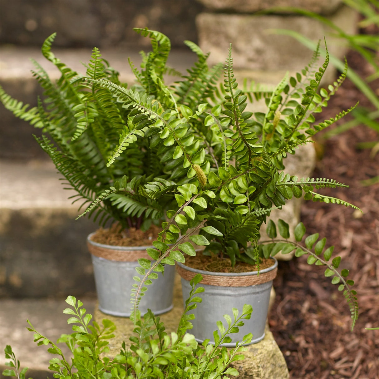 Assorted fern plant in tin pot with jute accent (set of 3)