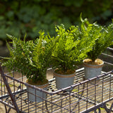 Assorted fern plant in tin pot with jute accent (set of 3)