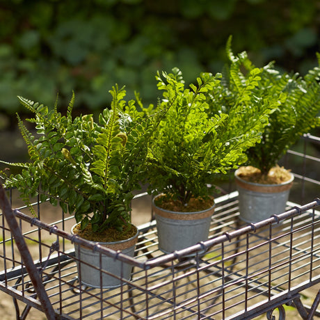 Assorted fern plant in tin pot with jute accent (set of 3)