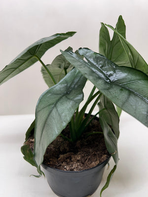 Alocasia 'Dragons Breath'