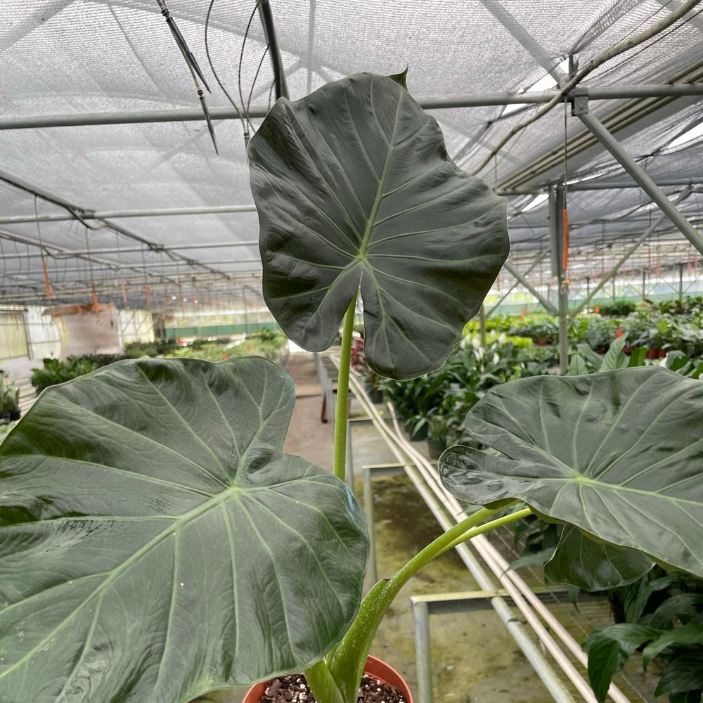 Alocasia 'Regal Shields'