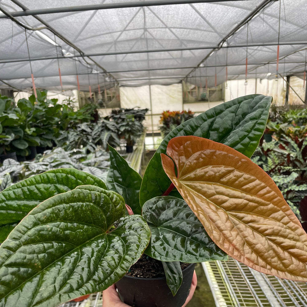 Anthurium 'Radicans x Luxurians'