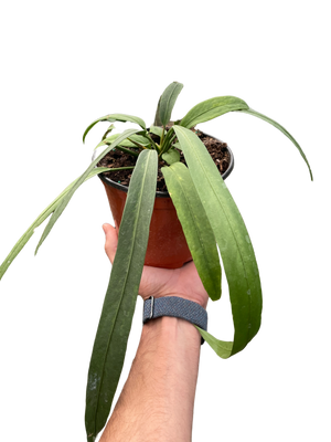 Anthurium 'Vittarifolium' | Rare Tropical Epiphyte with Pendant Leaves | House Plant Shop