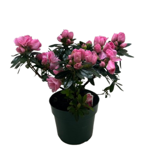 Azalea (Rhododendron)