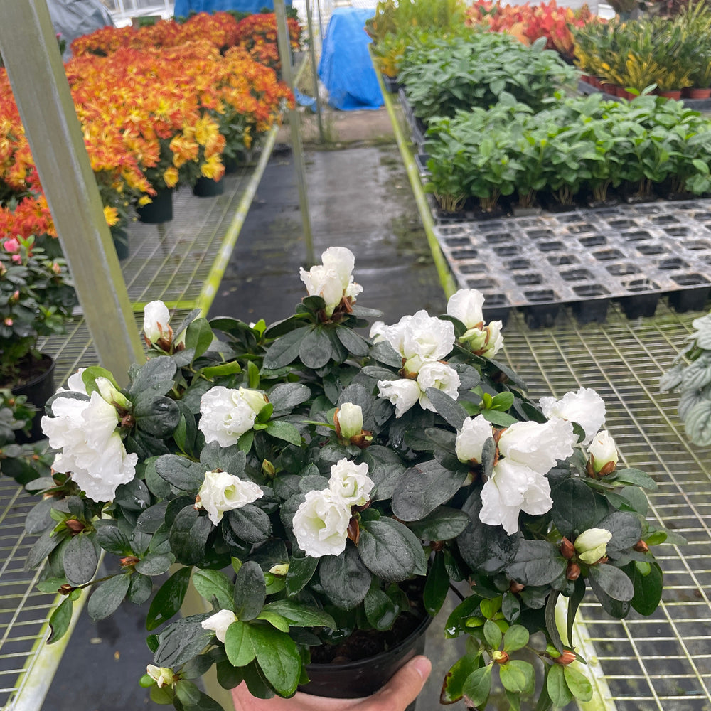 Azalea (Rhododendron)