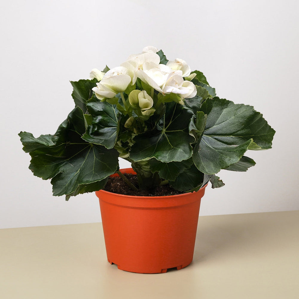 Begonia 'Reiger'