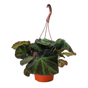 Begonia 'Soli Mutata'