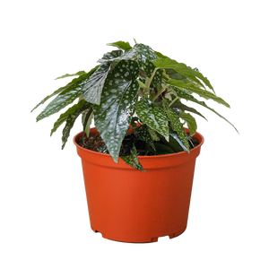 Begonia 'White Ice'