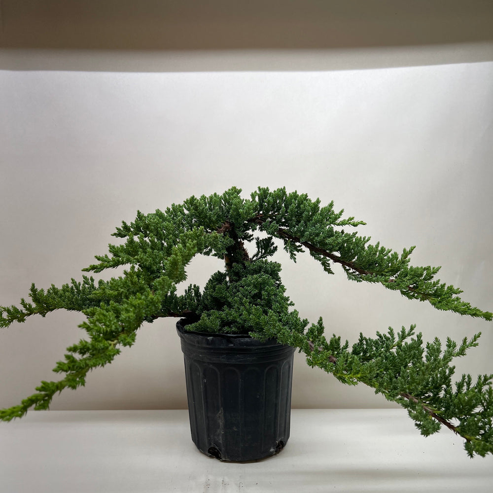 Bonsai Juniper
