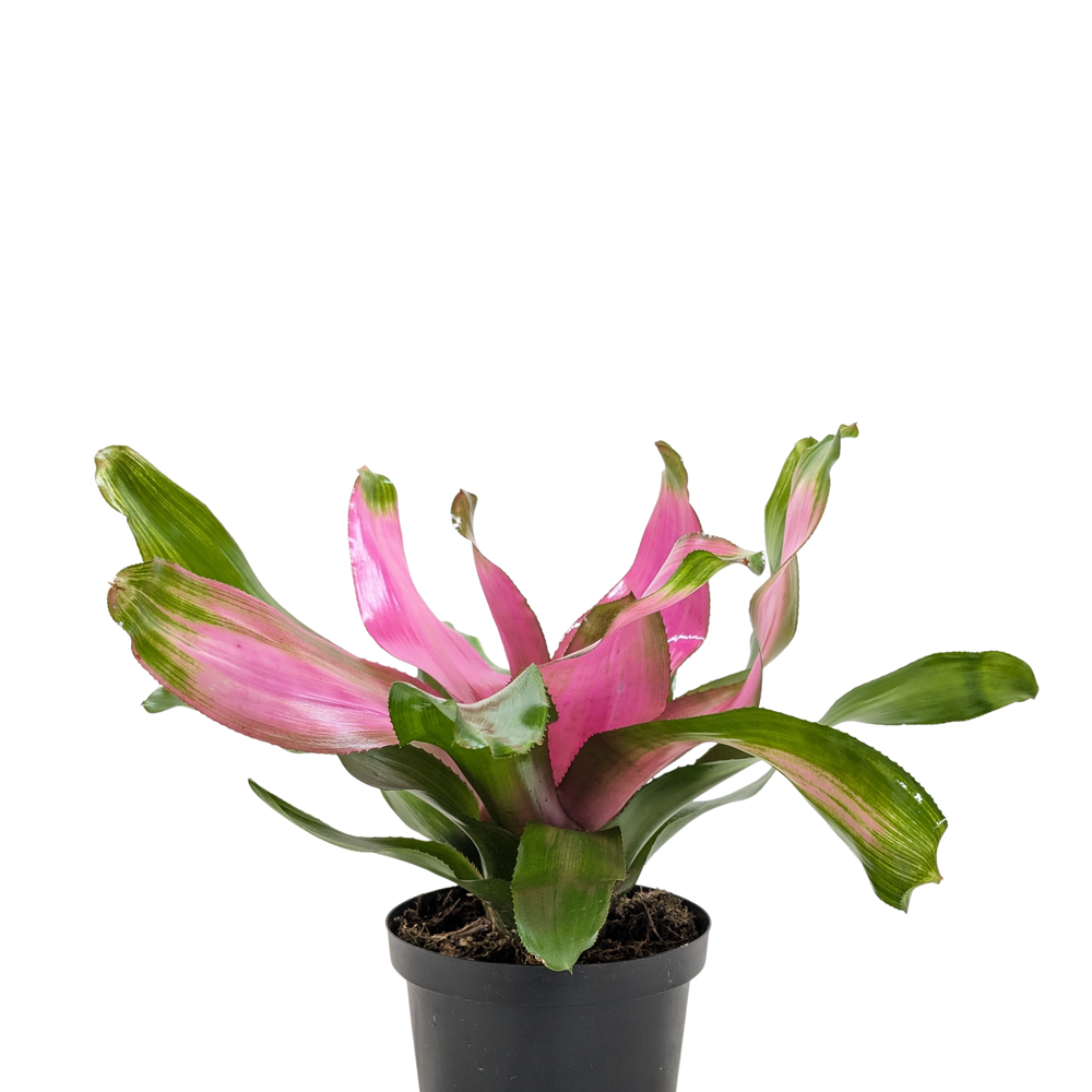 Bromeliad Donna | Pink Flowering Tropical Plant | House Plant Shop