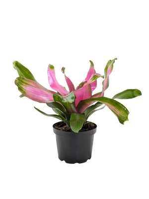 Bromeliad Donna | Pink Flowering Tropical Plant | House Plant Shop