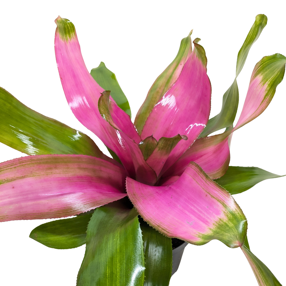 Bromeliad Donna | Pink Flowering Tropical Plant | House Plant Shop