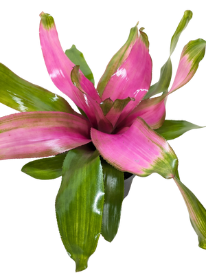 Bromeliad Donna | Pink Flowering Tropical Plant | House Plant Shop