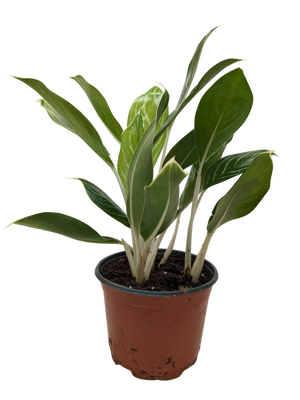 Chinese Evergreen Snow Cap | Low-Light Silver Foliage Plant | House Plant Shop