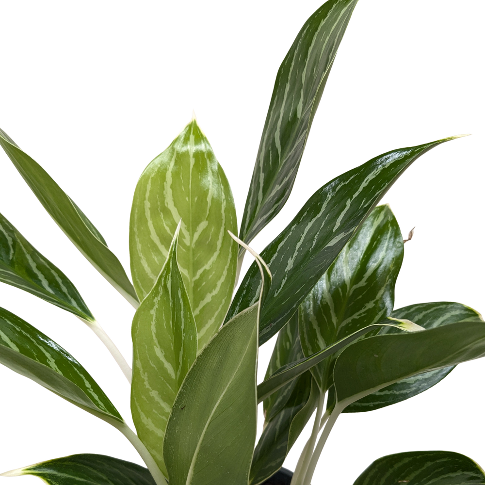 Chinese Evergreen Snow Cap | Low-Light Silver Foliage Plant | House Plant Shop