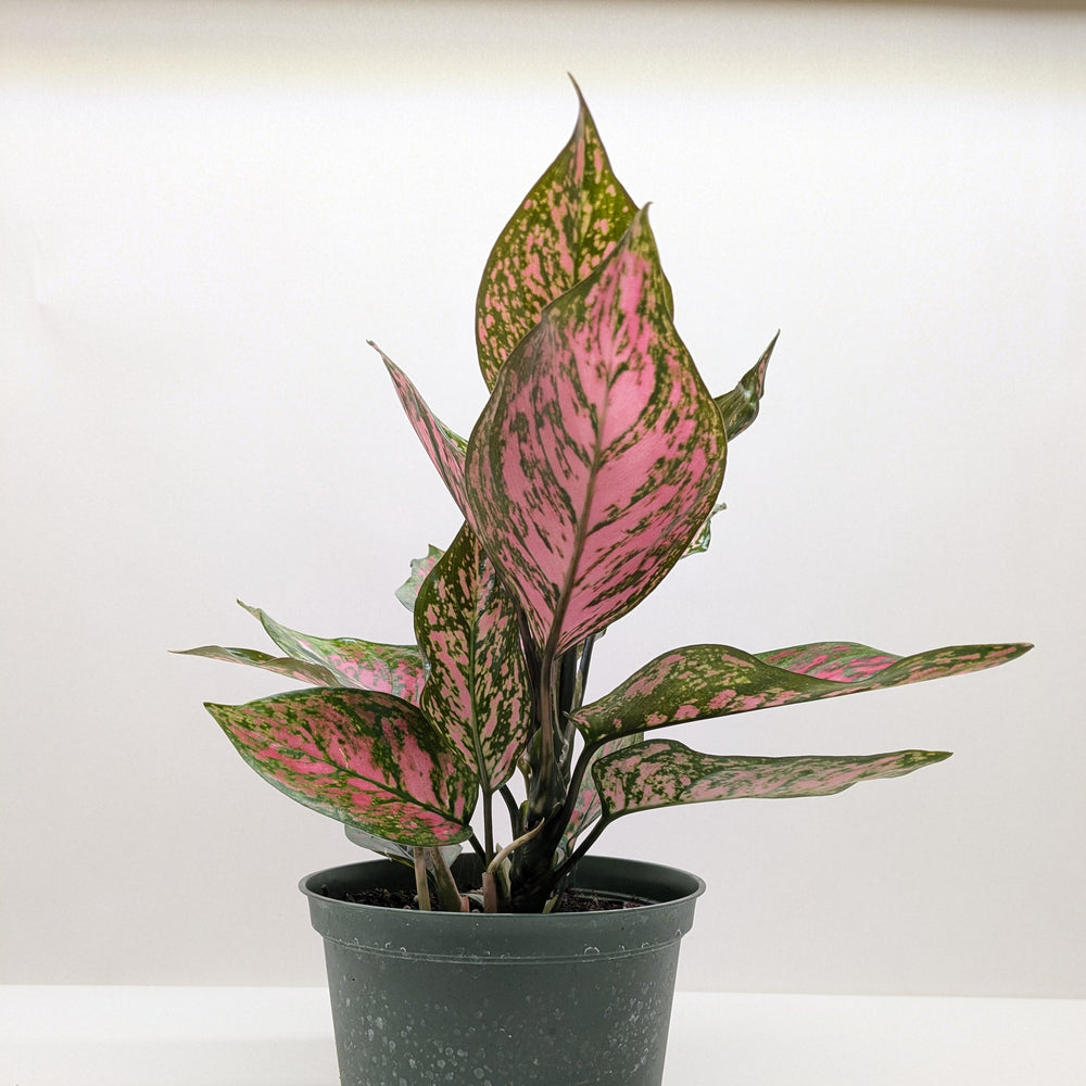 Chinese Evergreen 'Wishes'