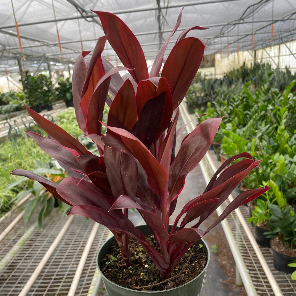 Cordyline 'Calypso Queen'