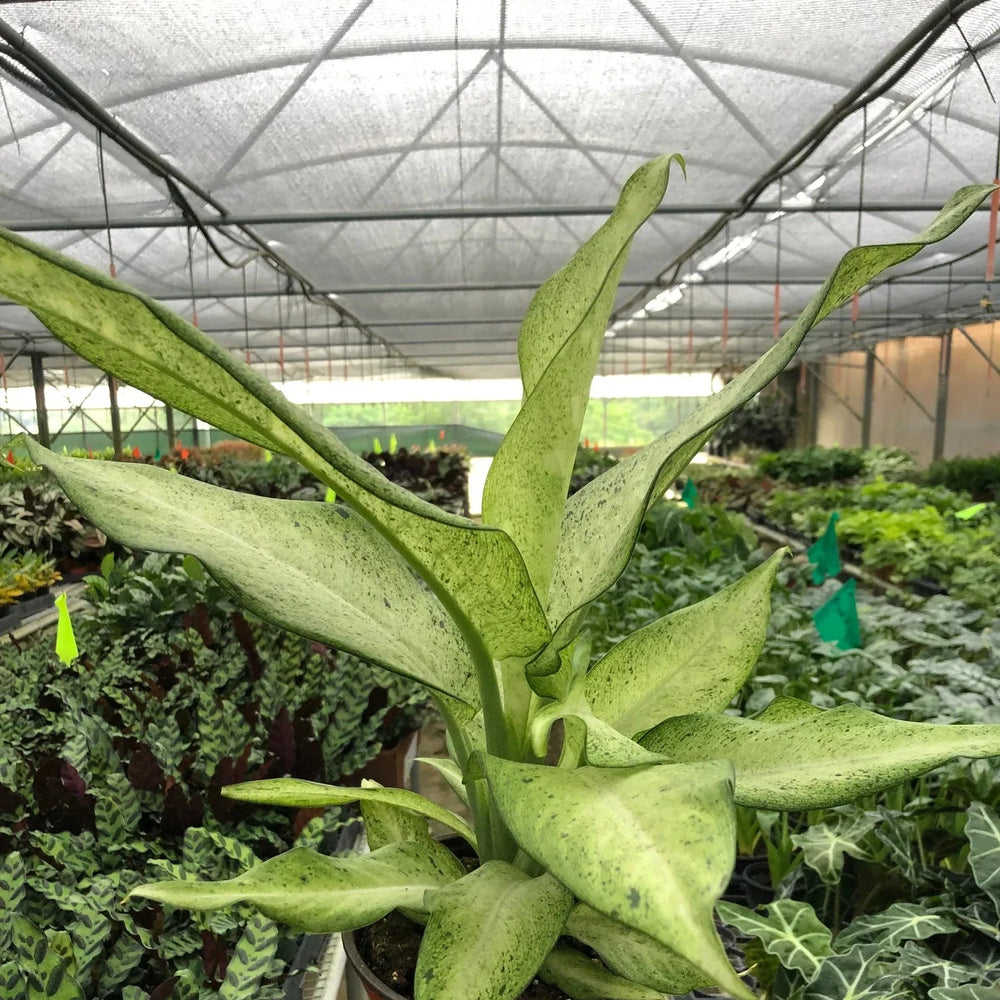 Dieffenbachia 'Camouflage'