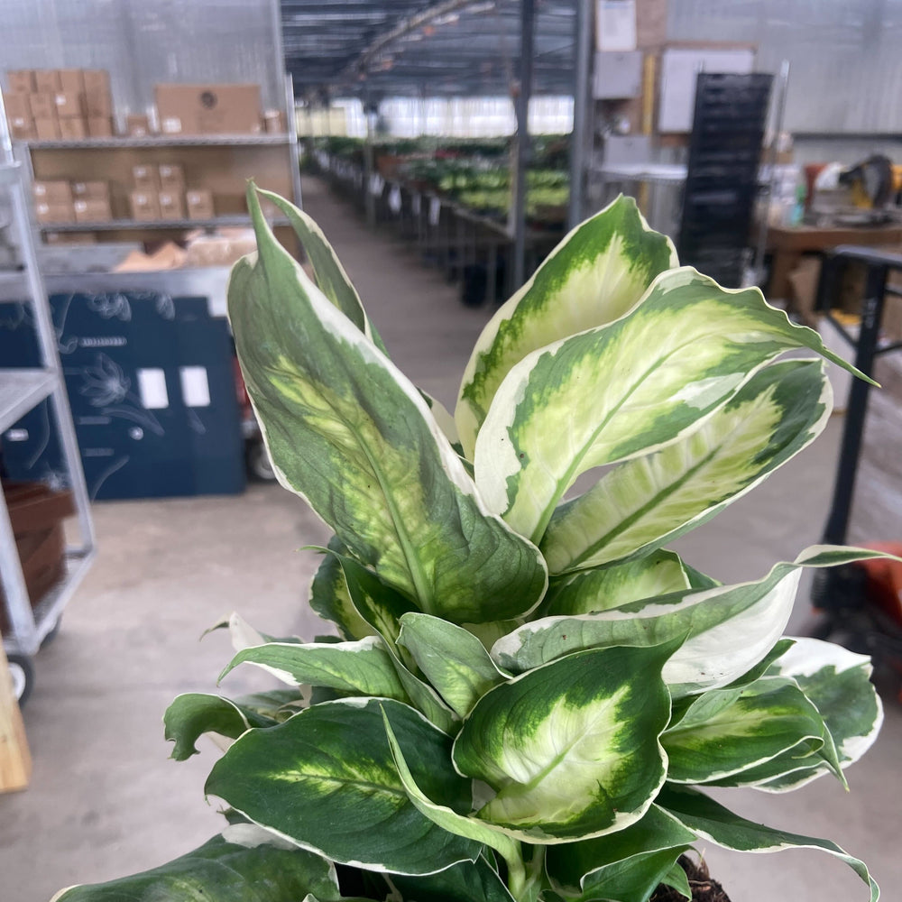 Dieffenbachia 'Cool Beauty'