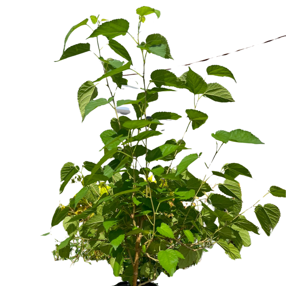 ED Mulberry