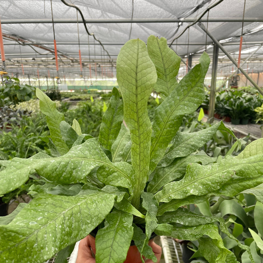 Fern 'Crocodile'