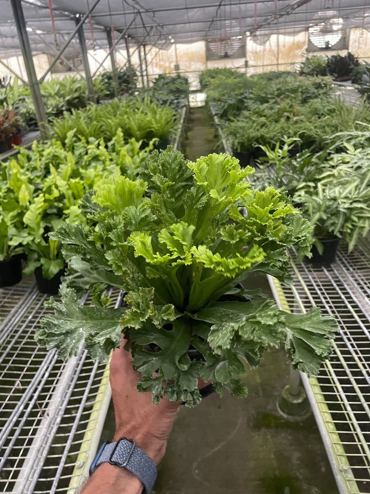 Bird's Nest 'Leslie' Fern