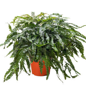 Fern Rosy Maidenhair
