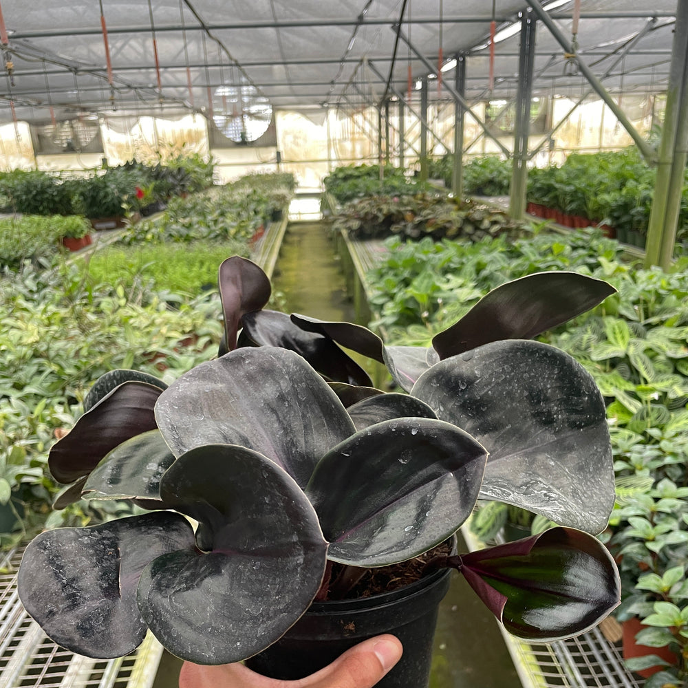 Geogenanthus 'Ciliatus' | Glossy Dark Foliage Tropical Plant | House Plant Shop