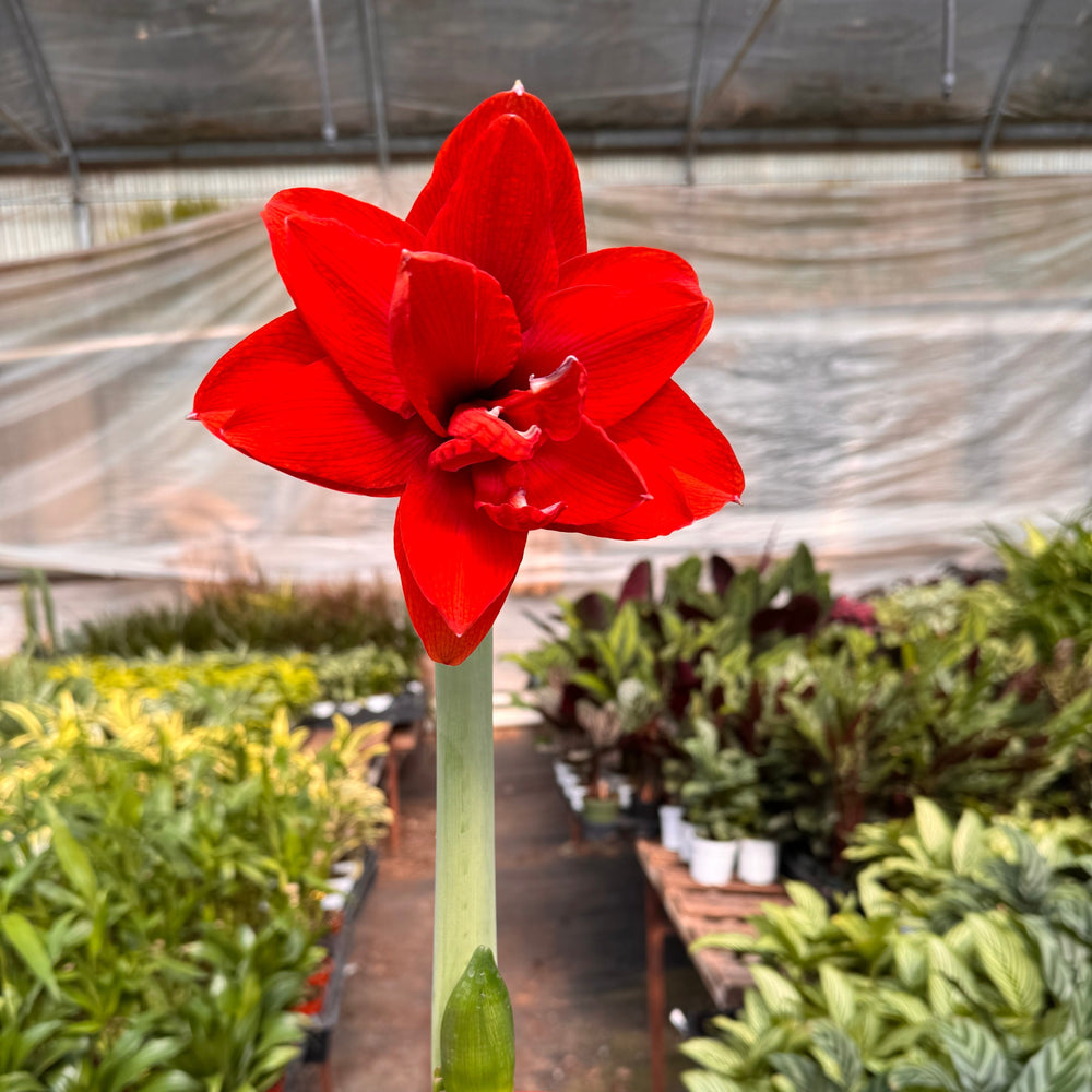 Hippeastrum Amaryllis Red | Red Amaryllis Bulb | Large Trumpet Flowers | House Plant Shop