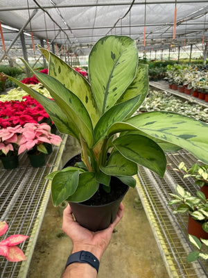 Homalomena 'Selby'
