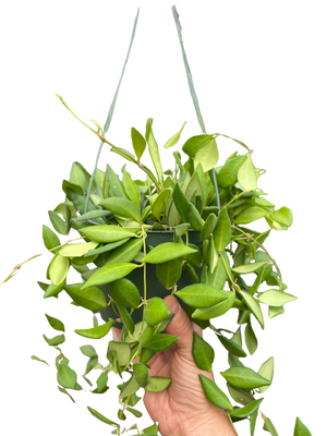 Hoya 'Burtoniae'