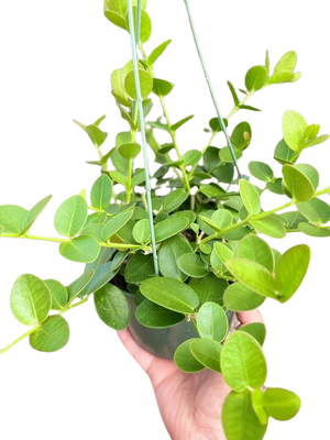 Hoya Cumingiana