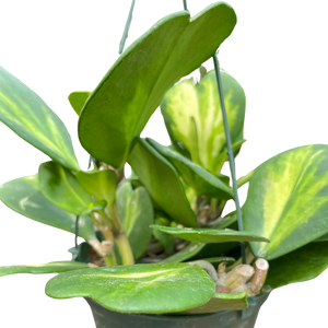 Hoya Heart 'Reverse Variegata'