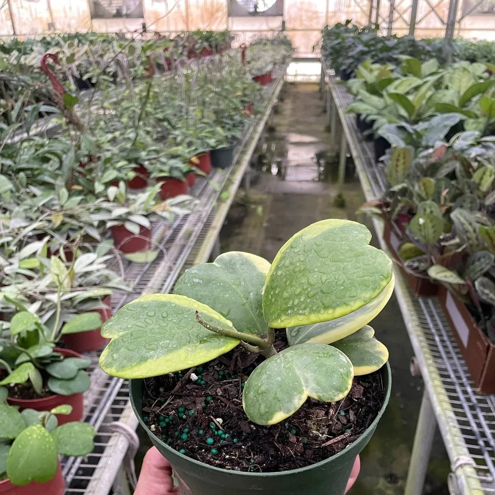 Hoya 'Sweetheart Variegated'