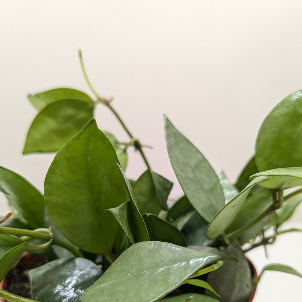 Hoya 'Krohniana Super Silver'
